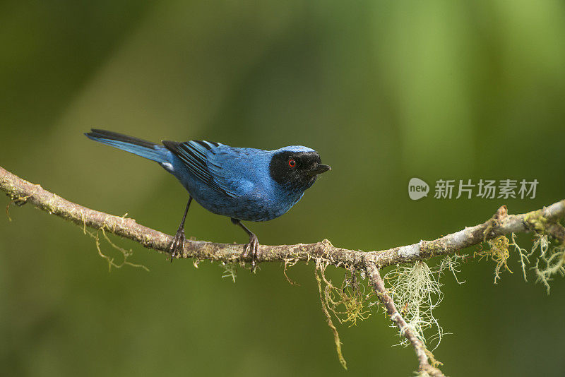 蒙面穿花鸟(Diglossa cyanea)蓝色热带鸟与黑色的头部的股票照片